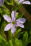 Wing-angle loosestrife